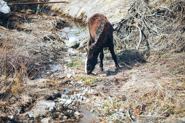 sporco cavallo marrone mangiare erba inizio primavera
 - Foto, immagini