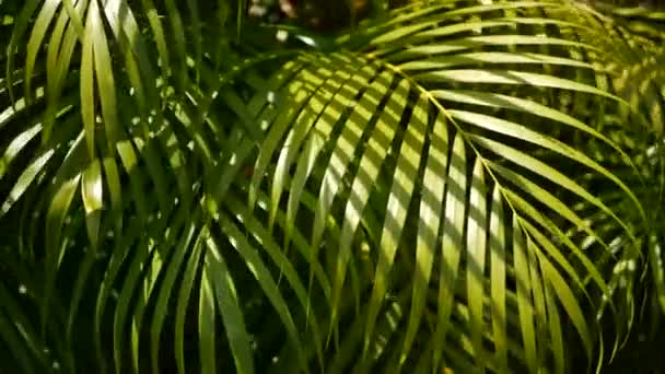 Hoja de palma verde tropical desenfoque con luz solar, fondo natural abstracto con bokeh. Follaje exuberante desenfocado, venas, hojas jugosas frescas a rayas exóticas en la sombra. Ecología, verano y concepto de vacaciones - Imágenes, Vídeo
