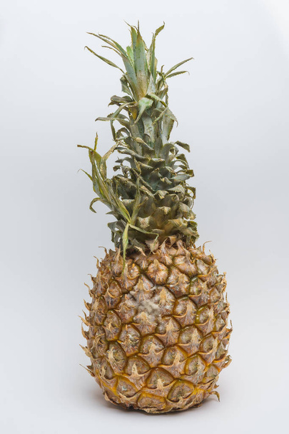 Ananász a penész egy fehér háttér. Fehér és kék gomba penész a felszínen az ananász. Az elkényeztetett rothadt ananász. Nem megfelelő a tárolás és a gyümölcs-szállítás. - Fotó, kép