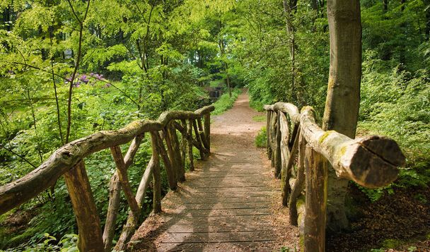 Puente pequeño en bosque verde brillante. Composición natural
 - Foto, Imagen