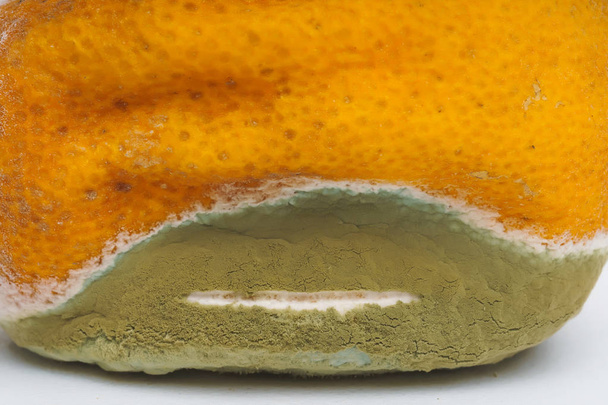 Textuur van citroen met schimmel op een witte achtergrond. Een rotte citroen. Onjuiste opslag van voedsel. Schimmel met schimmels op Citrus. - Foto, afbeelding