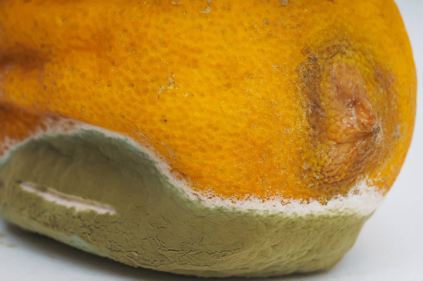 Texture of lemon with mold on a white background. A rotten lemon. Improper storage of food. Fungus with molds on citrus. - Photo, Image