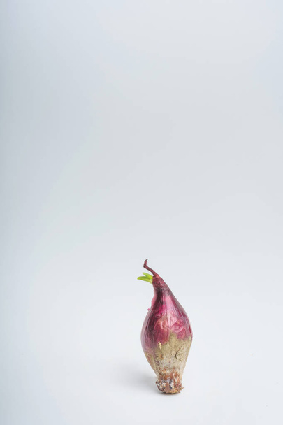 Cibule s plísní na bílém pozadí. Červený cibulový salát se rozmazlenou slupkou. Staré suché cibule s klíčící zelení - Fotografie, Obrázek