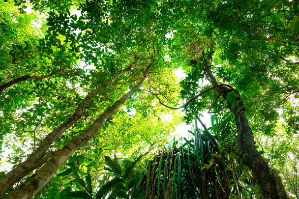κάτω όψη του δέντρου κλαδί σε τροπική ζούγκλα. έννοια του δάσους και του περιβάλλοντος - Φωτογραφία, εικόνα