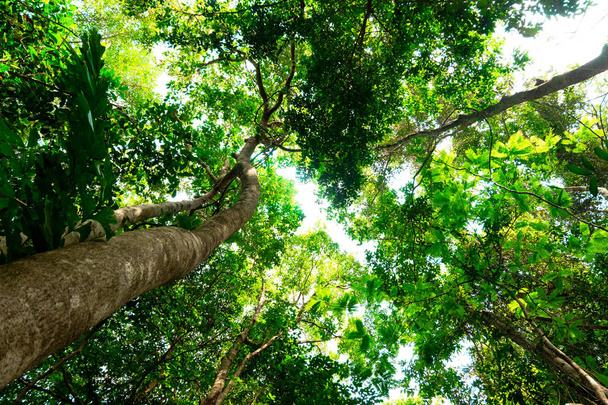 bottom view of branch tree in Tropical jungle.forest and environment concept - Foto, Bild