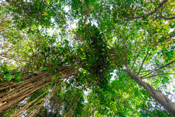 vista inferior da árvore de galhos em tropical jungle.forest e conceito de ambiente
 - Foto, Imagem