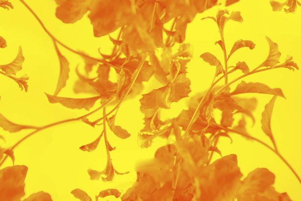 Creative abstract background made of plant leaves on yellow background. Minimal summer exotic concept with copy space. Selective focus. - Photo, image