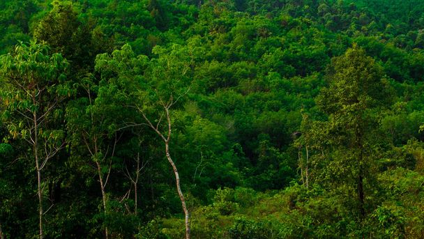 Sfondo lussureggiante foresta tropicale. concetto di foresta e ambiente
 - Foto, immagini