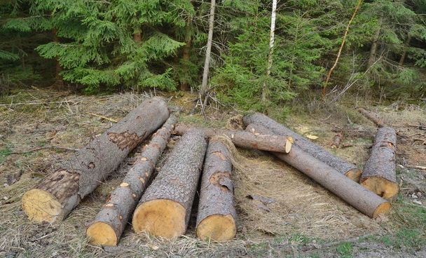 kůry stromů infikovaných brouky, dřevo připravené k transportu, Jižní Bo - Fotografie, Obrázek