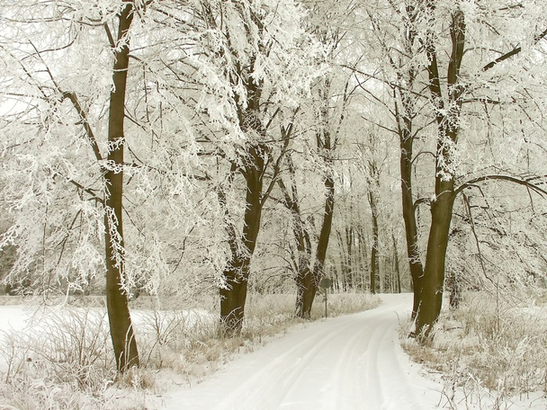 Route rurale à travers la forêt d'hiver
 - Photo, image