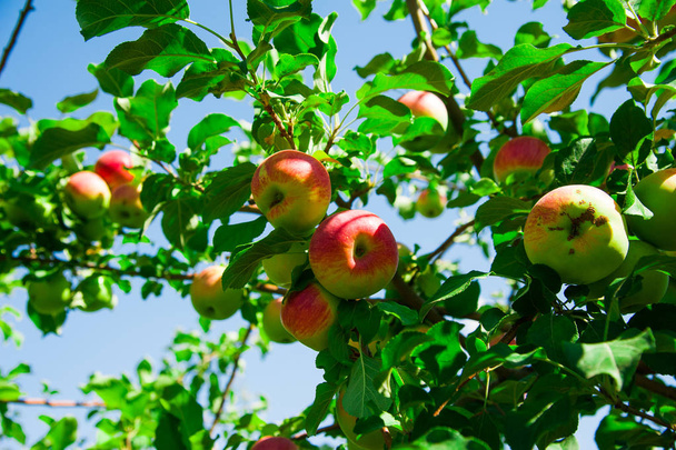 Jablka rostou na větvi mezi zeleným listím - Fotografie, Obrázek