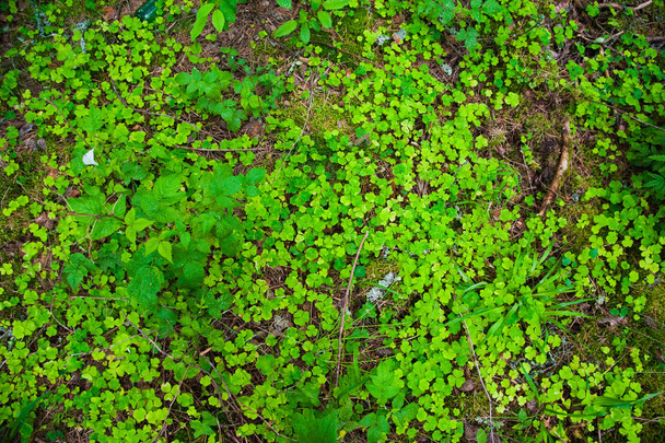 Лісових грунтів з трави - Фото, зображення