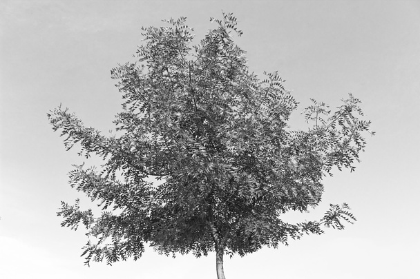 Tree crown over sky - Photo, Image