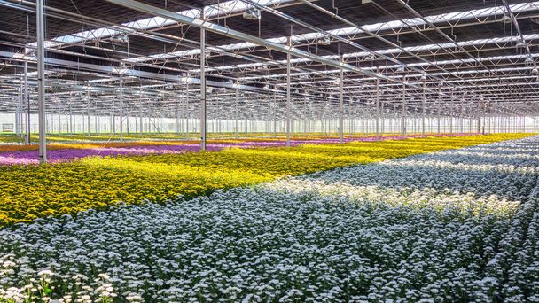 blühende Chrysanthemen und Santinis in einem riesigen Gewächshaus - Foto, Bild