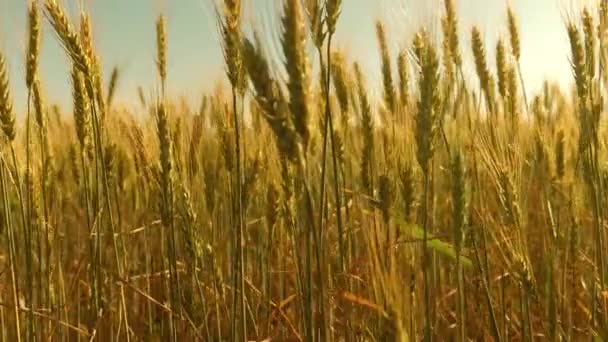 Ähren aus Weizen mit Getreide schütteln den Wind. Feld reifenden Weizens gegen den blauen Himmel. Im Sommer reift die Getreideernte. landwirtschaftliches Geschäftskonzept. umweltfreundlicher Weizen - Filmmaterial, Video