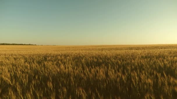 grain harvest ripens in summer. field of ripening wheat against the blue sky. Spikelets of wheat with grain shakes the wind. agricultural business concept. environmentally friendly wheat - Footage, Video