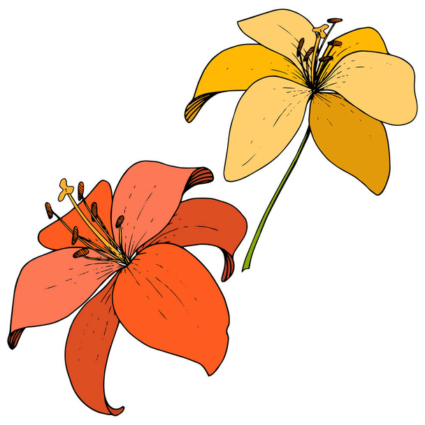 Vektori Keltainen ja punainen Lily kasvitieteellinen kukka. Kaiverrettu mustetaidetta valkoisella taustalla. Erillinen lilium-kuvituselementti
. - Vektori, kuva