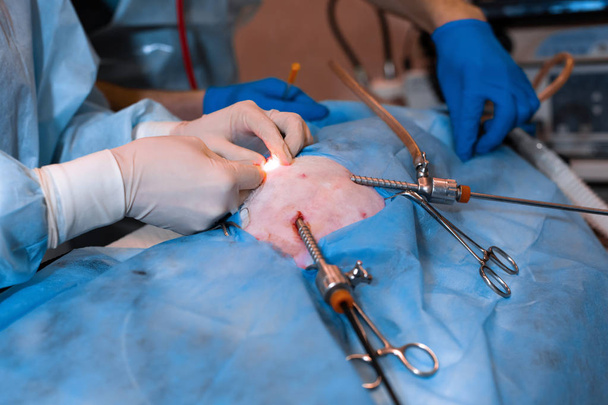 Vet doing the operation for sterilization. The cat on the operat - Foto, imagen