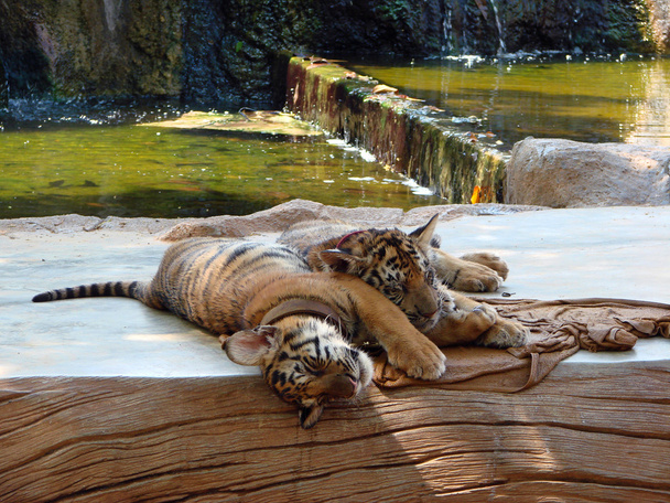 spící tygr mláďata - Fotografie, Obrázek
