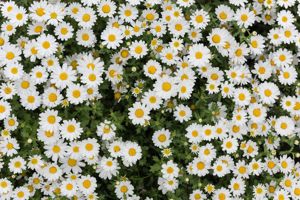 Daisy, Chamomile Flower. Beautiful daisy background. - Photo, Image