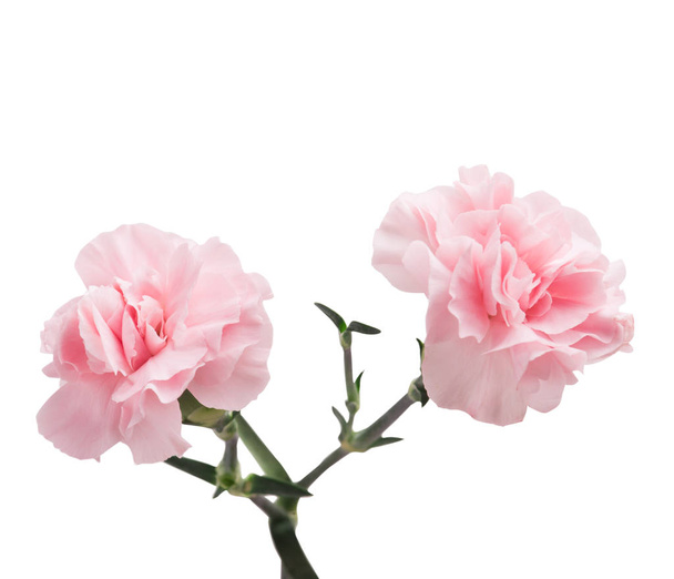 Růžové karafiáty izolované na bílém - Fotografie, Obrázek