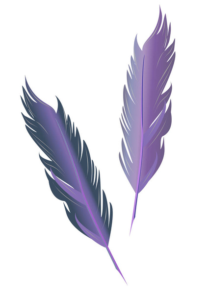 Set of bird feathers. Two vector isolated feather in vintage style. - Вектор, зображення