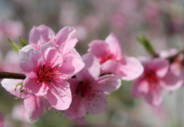 flor de cereja rosa flor no tempo da primavera sobre o céu azul. - Foto, Imagem