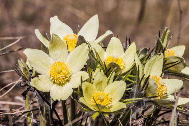 A csokor fehér és sárga Pasque-virág vadvirágok a barna erdei háttér tavasszal - Fotó, kép
