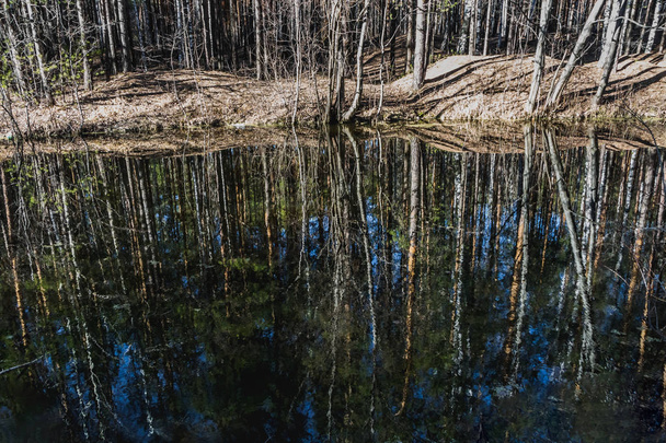 Un arroyo con reflejos árboles y cielo azul en primavera en pinos y abedules bosque
 - Foto, imagen