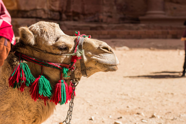 profilo cammello addomesticato ritratto cercando strade laterali in ambiente desertico sfondo giallo, copiare spazio
 - Foto, immagini