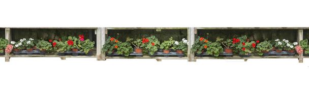 Punaiset geraniumkukat ruukuissa
 - Valokuva, kuva