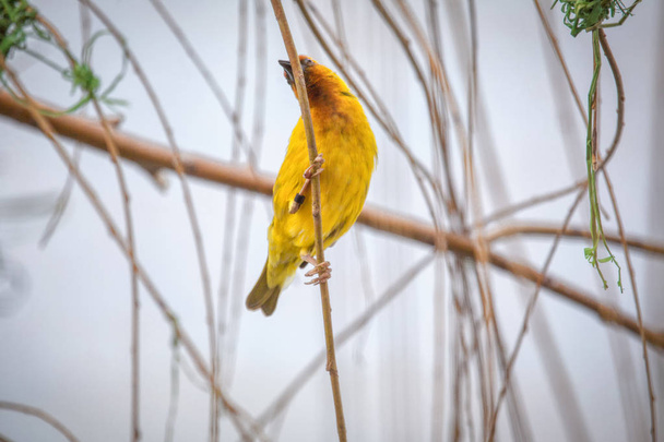Exotic yellow bird standing on a branch  - Photo, Image