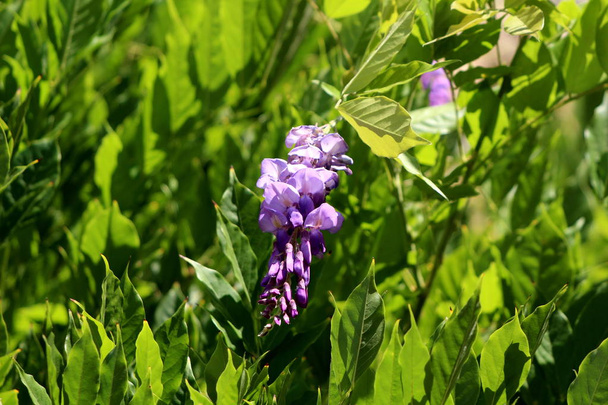 Planta de floração Wisteria com racemos pêndulos parcialmente abertos contendo pétalas roxas a violetas rodeadas de folhas densas no dia ensolarado quente
 - Foto, Imagem