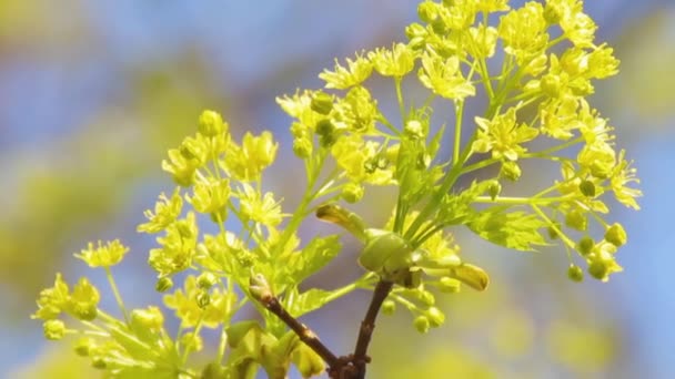 Νεαρό πράσινο σφενδάμι πυροβολούν με μια ανθισμένη ροζέτα των λουλουδιών - Πλάνα, βίντεο