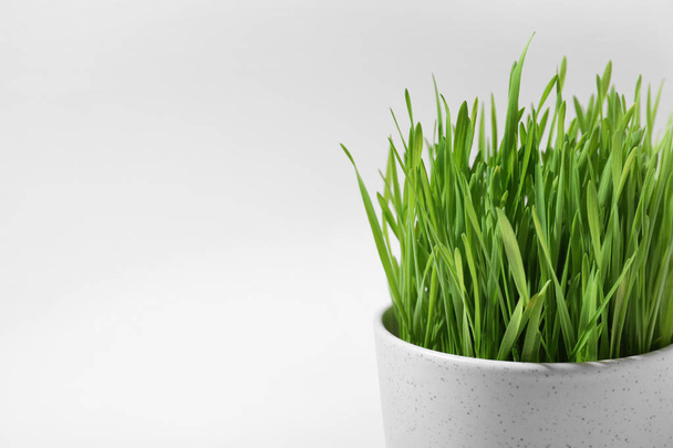 Ceramic pot with fresh wheat grass on white background, closeup. Space for text - Foto, Imagen