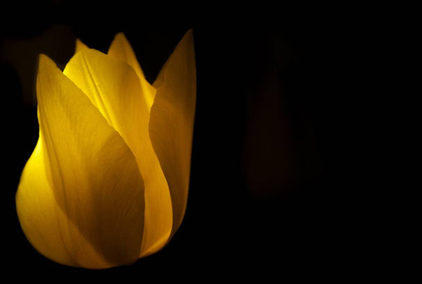 Tokyo,Japan-April 13, 2019: Isolated yellow tulip on black background - Foto, afbeelding