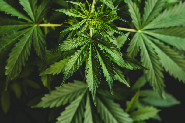 зеленый фон, растительность марихуаны, выращивание конопли индика, конопли CBD, листья марихуаны, вид сверху
 - Фото, изображение