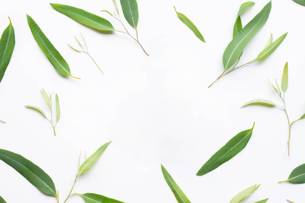 Frame made of Eucalyptus leaves on white  background. - Foto, Imagen
