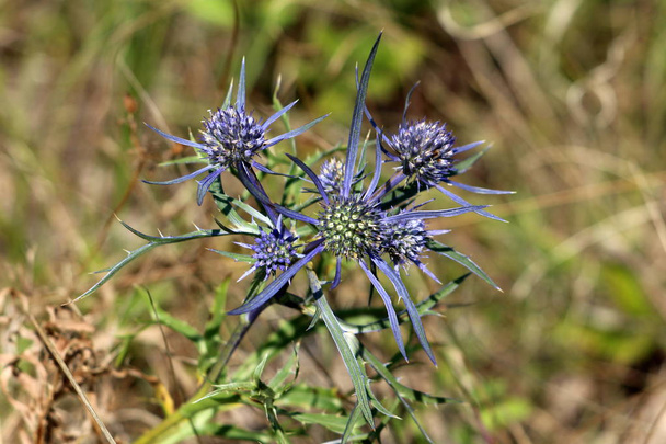 Eryngium amethystinum or Amethyst eryngo or Italian eryngo or Amethyst sea holly clump-forming perennial tap-rooted herb with basal circle of obovate pinnate spiny leathery mid-green leaves and cylindrical umbels atop silvery blue bracts - Foto, afbeelding