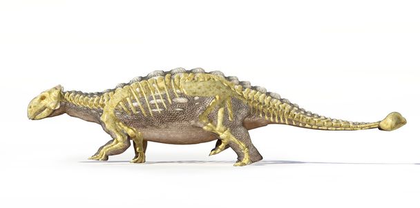 Fotorealistinen 3 D renderöinti Ankylosaurus, täysin luuranko
 - Valokuva, kuva