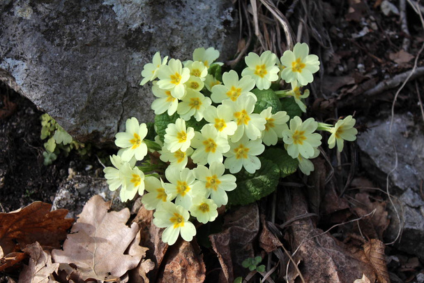 Primrose - Primula vulgaris маленькие желтые весенние цветы, установленные между большими камнями, ветвями деревьев и коричневыми листьями
 - Фото, изображение