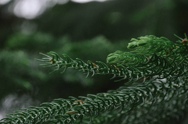 Doğal ağaç arka planda araucaria koyu yeşil dalları - Fotoğraf, Görsel