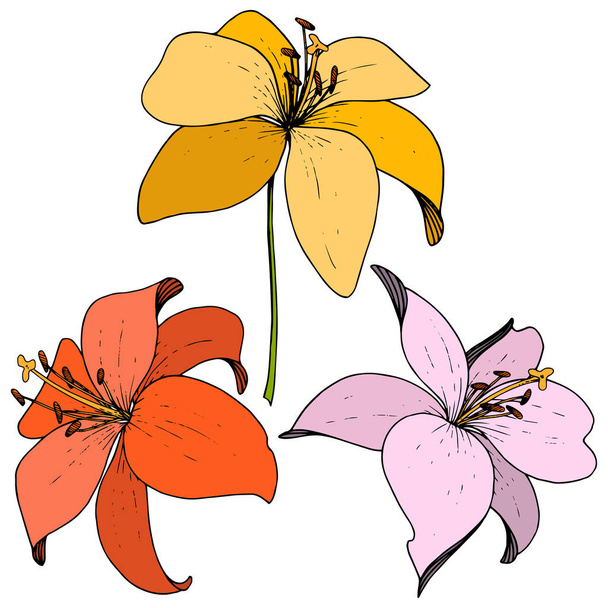 Vector Lily floral botanical flower. Engraved ink art on white background. Isolated lilium illustration element. - Vektori, kuva