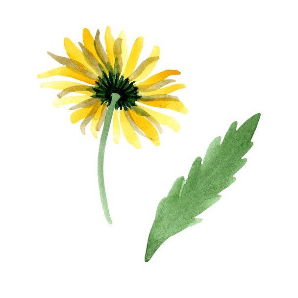 Gele daisy floral botanische bloem. Aquarel achtergrond afbeelding instellen. Geïsoleerde daisybushes afbeelding element. - Foto, afbeelding