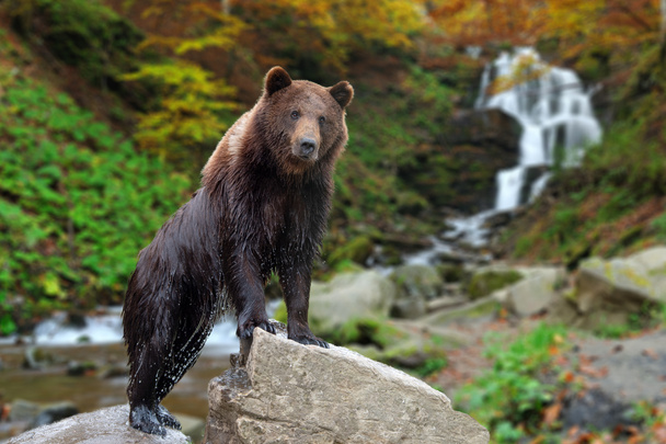 Karhu seisoo kivellä
  - Valokuva, kuva