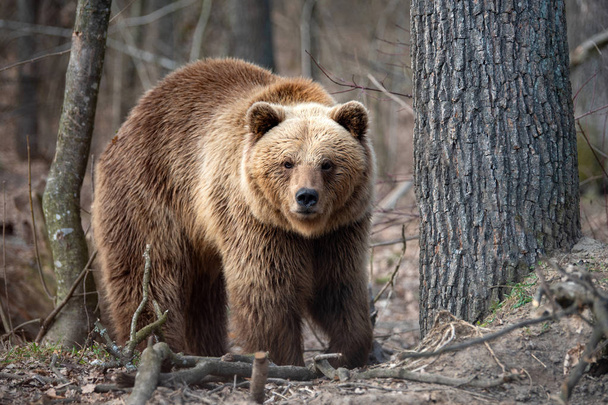 Nagy barna medve erdőben - Fotó, kép