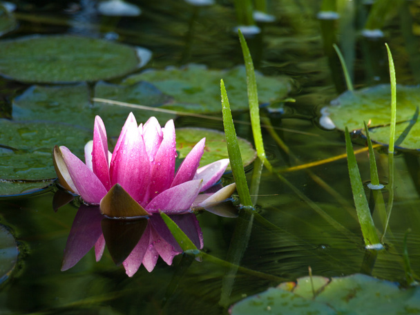 Water lily - Photo, Image