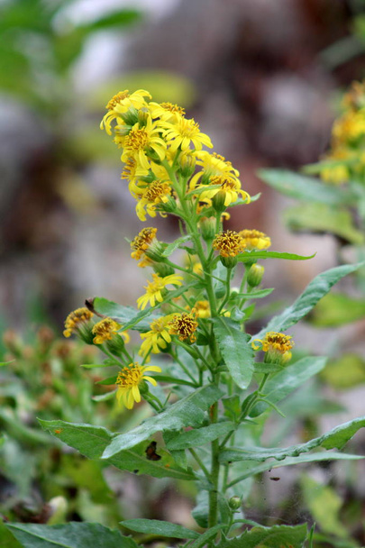 Solidago virgaurea or European goldenrod or Woundwort yellow flower with multiple bubs, open and blooming flowers with green leaves background - Photo, Image