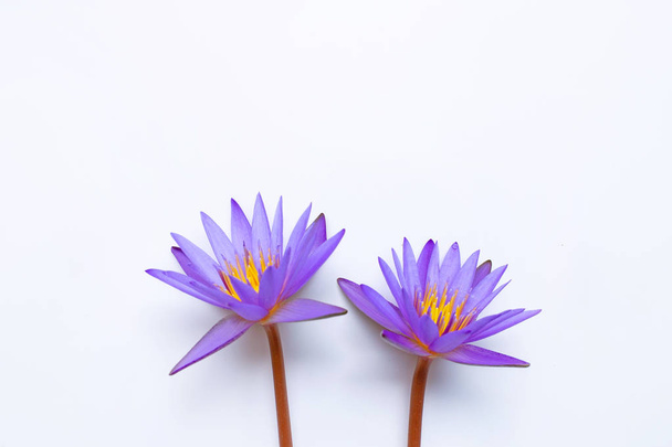 Paarse lotusbloem bloeien op wit. - Foto, afbeelding