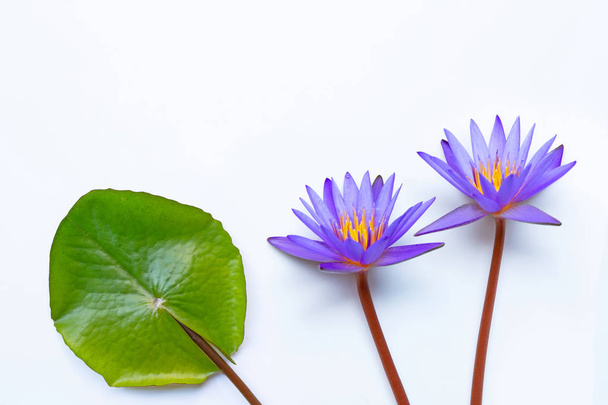 白に咲く紫色の蓮の花. - 写真・画像